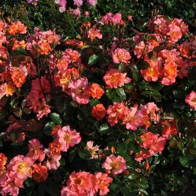 Rosa Kolorscape® Firecracker™