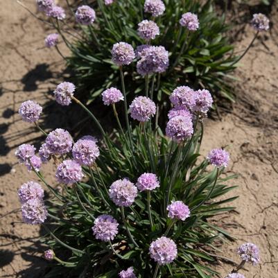 Armeria pseudarmeria Dreameria™ Sweet Dreams