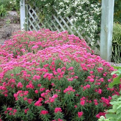 Aster novae-angliae Alma Potschke