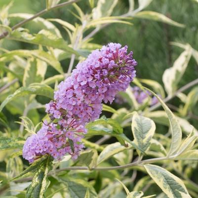 Buddleia Summer Skies