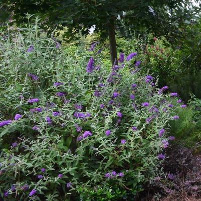 Buddleia davidii Groovy Grape™