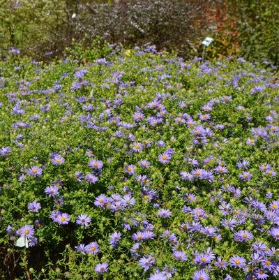 Aster oblongifolius October Skies
