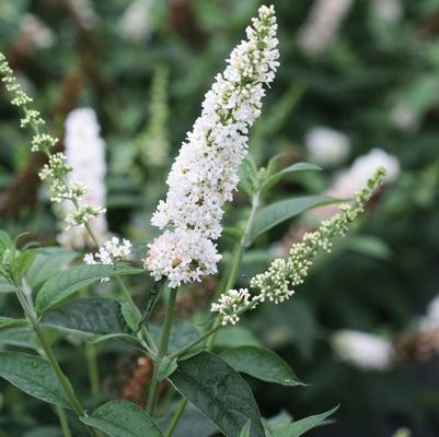 Buddleia Miss Pearl
