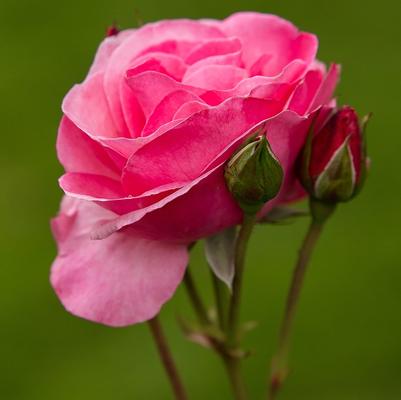 Rosa Easy Elegance® Grandma's Blessing