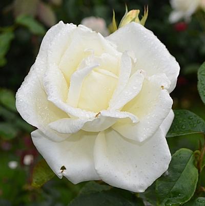 Rosa Honor