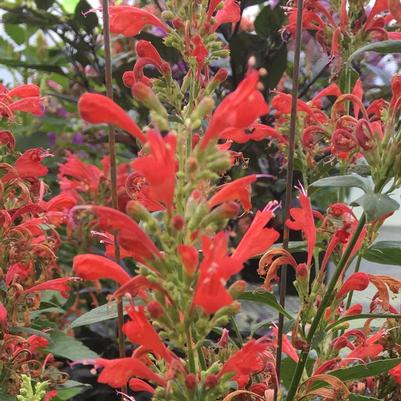Agastache Kudos™ Red