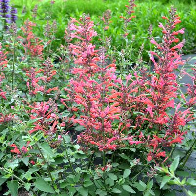 Agastache Kudos™ Coral