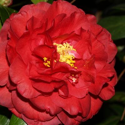 Camellia japonica Greensboro Red