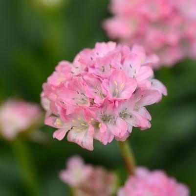 Armeria pseudarmeria Dreameria™ Daydream