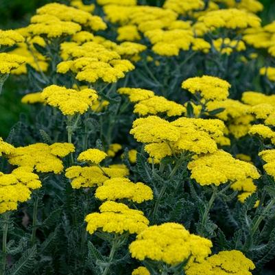 Achillea millefolium Sassy Summer Silver