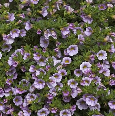 Calibrachoa 