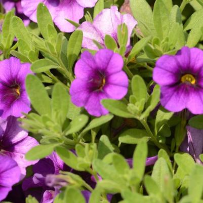 Calibrachoa Bloomtastic Purple