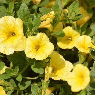 Calibrachoa Bloomtastic Yellow - Million Bells