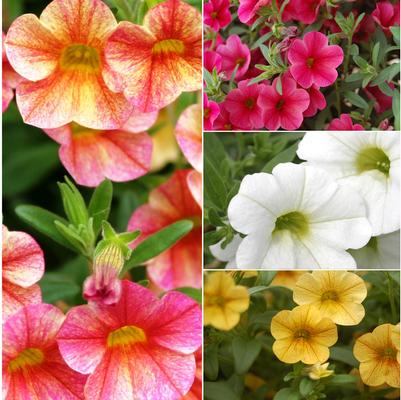 Calibrachoa Catwalk™ Series