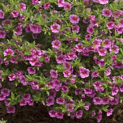 Calibrachoa Flamingo