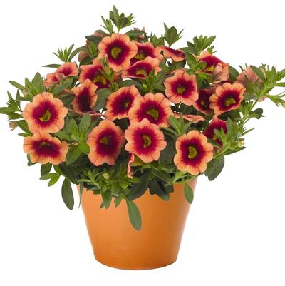 Calibrachoa Hula Orange