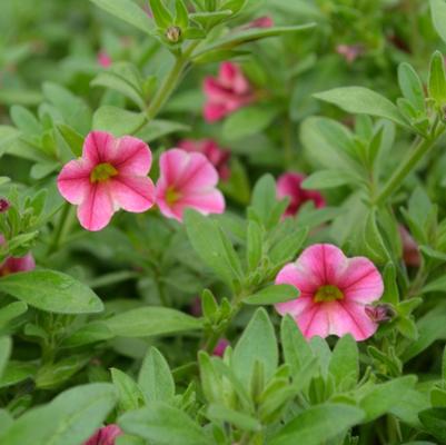 Calibrachoa Isabells Rose Star