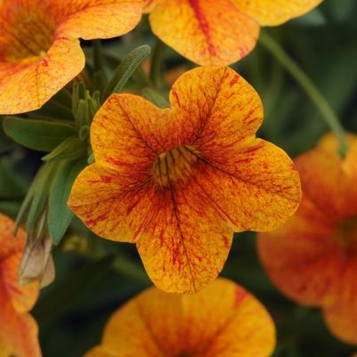 Calibrachoa Isabells Terracotta