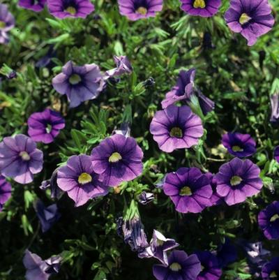 Calibrachoa Lirica Showers Blue