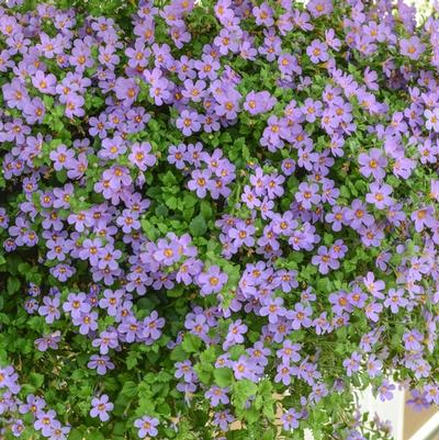 Calibrachoa Aloha Bahia Purple Sand - Million Bells