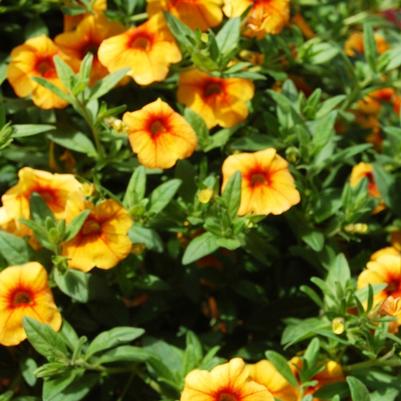 Calibrachoa Aloha Gold