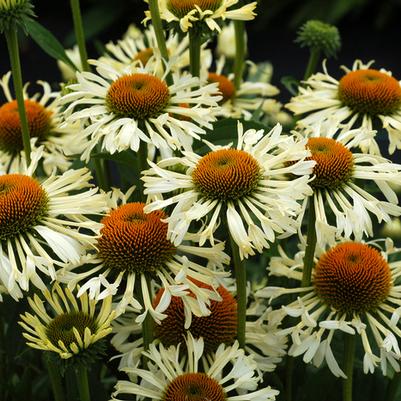 Echinacea Ferris Wheel