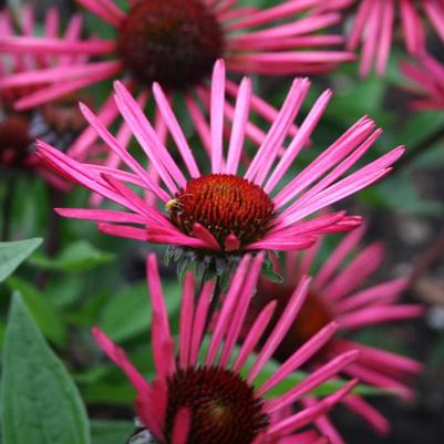 Echinacea Burgundy Fireworks