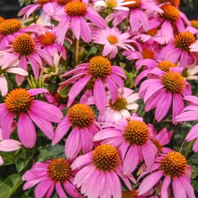 Echinacea Crazy Pink™ - Coneflower