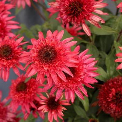 Echinacea Giddy Pink