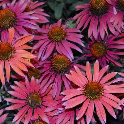 Echinacea Hot Summer