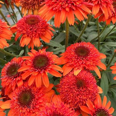 Echinacea Moab Sunset