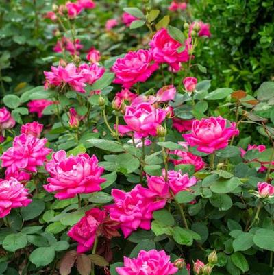 Rosa Knock Out® Pink Double