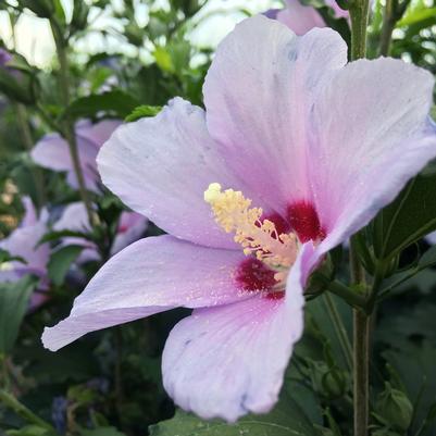 Hibiscus syriacus Blue Angel™