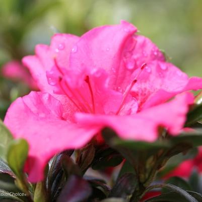 Azalea Bloom-A-Thon® Hot Pink