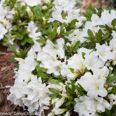 Azalea Bloom-A-Thon® White