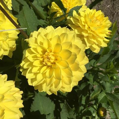 Dahlia American Sun