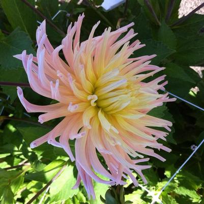 Dahlia Apricot Star
