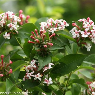 Abelia mosanensis Color Choice® Sweet Emotion®