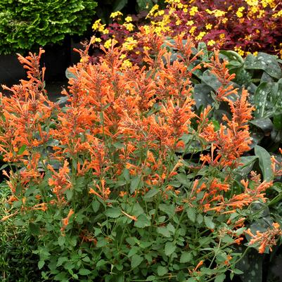 Agastache Kudos™ Mandarin