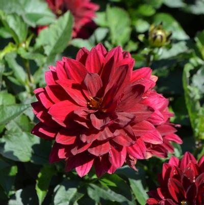 Dahlia Aztec™ Taxco®
