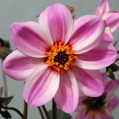 Dahlia Candy Eyes