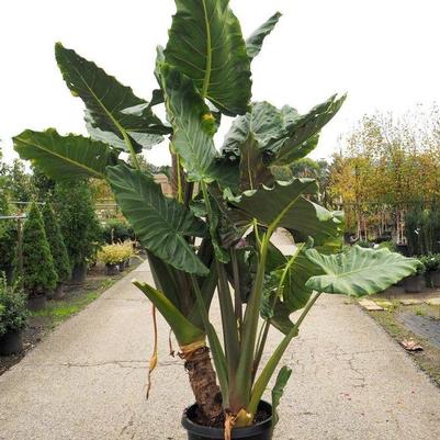 Alocasia Masquerade™ Kuching Mask