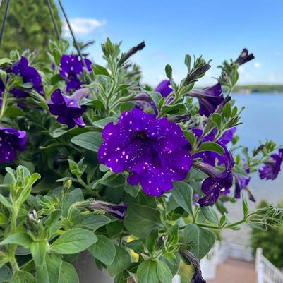 Petunia Headliner™ Night Sky - Petunia