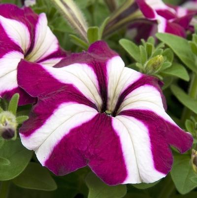 Petunia Madness® Burgundy Star