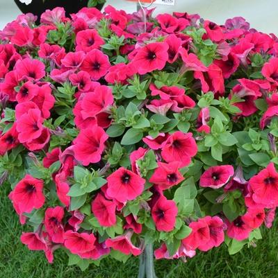 Petunia Potunia Plus Neon