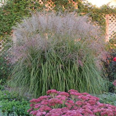Miscanthus sinensis Autumn Anthem