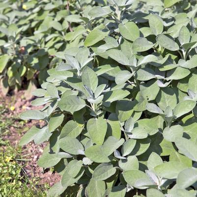 Salvia officinalis Berggarten