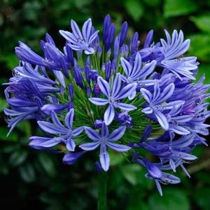 Agapanthus Blue Medusa