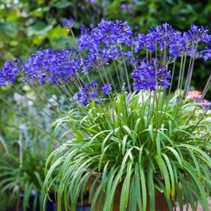 Agapanthus Brilliant Blue