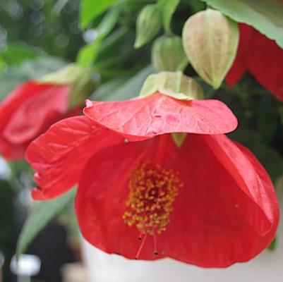 Abutilon Lucky Lantern™ Red